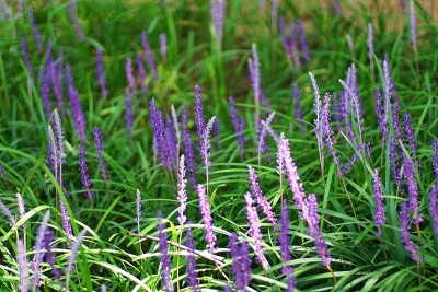 蜜蜂和蜻蜓在盛开的阔叶百合上