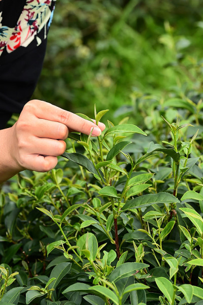 近手收获茶叶在农场