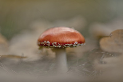 木耳红色