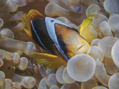 红海海葵鱼（双鱼）