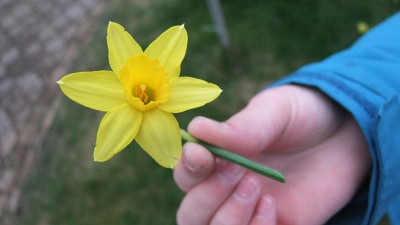 水仙花在手里