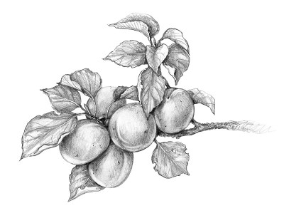 杏枝铅笔画