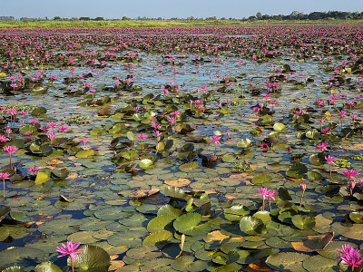 荷花湖和睡莲