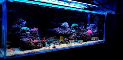 令人惊叹的彩色咸水珊瑚礁水族馆缸