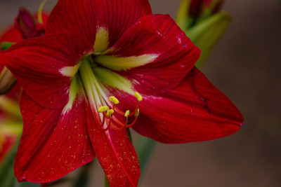 莉莉花