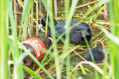 欧亚白骨顶(Fulica atra)和毛毛白骨顶小鸡在受污染的水中和塑料瓶游泳