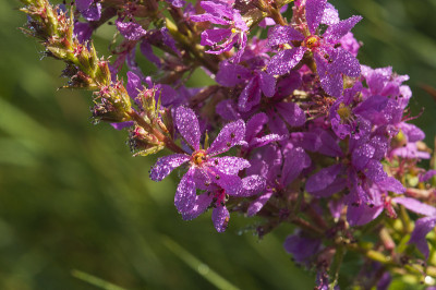 Chamerion angustifolium;近景野生杂草