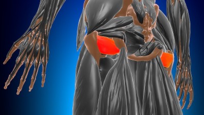 股方肌解剖医学概念3D