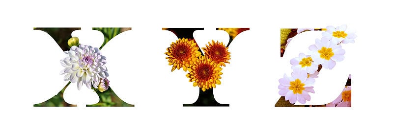 花字体字母x, y, z制成的真正的花。