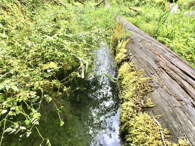 沼泽里一根木头上的苔藓
