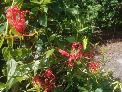 火焰百合或芙蓉花