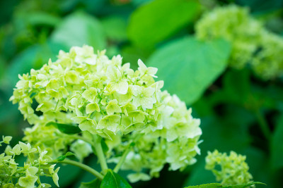 花园里有绣球花