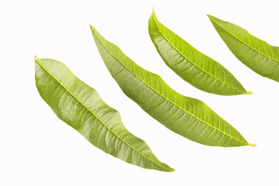 鲜柠檬马鞭草叶分离在白芦荟香橼
