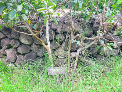 Orongo，复活节岛的相关性。