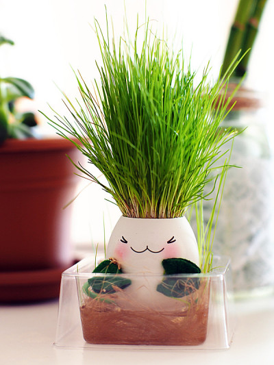 草蛋