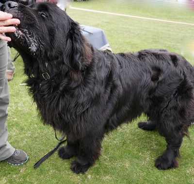 纽芬兰犬