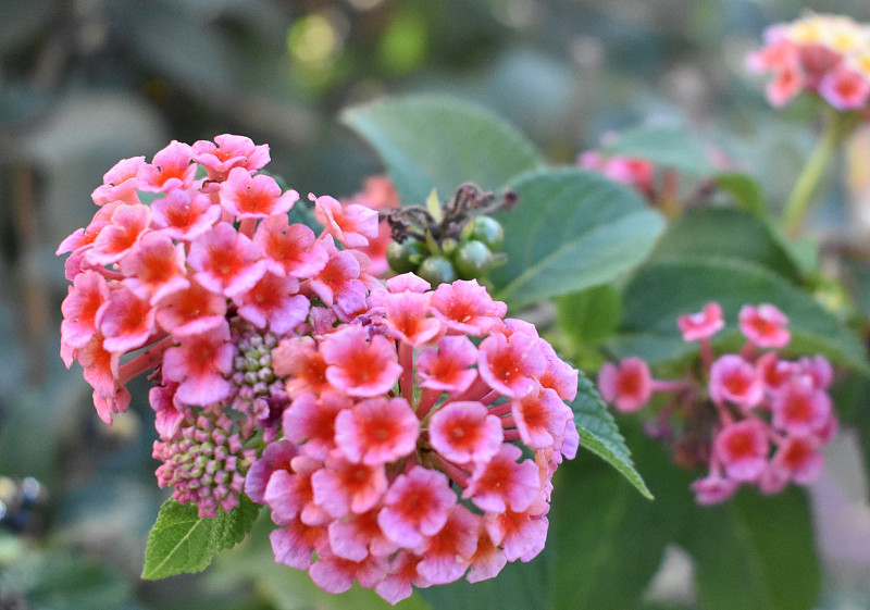 西班牙马拉加Mijas的鲜花