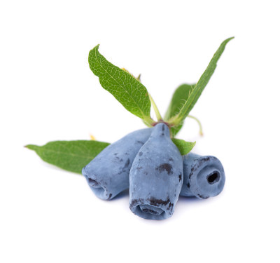 Fresh honeysuckle blue berry fruits with leaf, iso