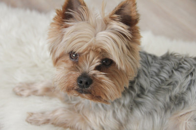 约克郡犬