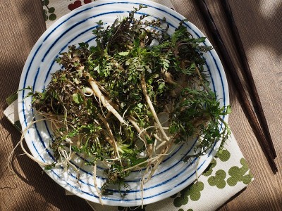 韩国食材荠菜，荠菜
