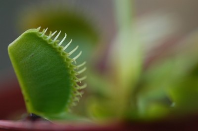 食虫植物