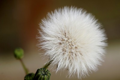 蒲公英的花