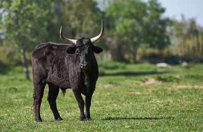 Camargue bull