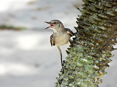 北方反舌鸟(Mimus polyglottos)在一棵树的一边唱歌