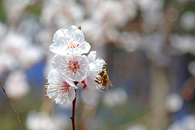 蜜蜂