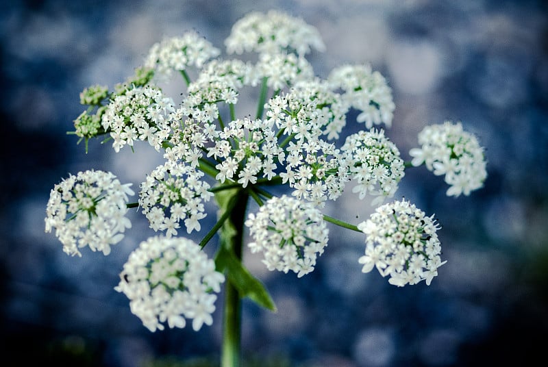 欧芹花