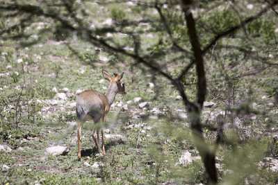 非洲坦桑尼亚塞伦盖蒂国家公园的Kirk's dik dik