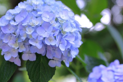 公园里盛开的绣球花