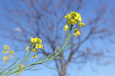 芥花