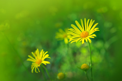 花园里的多罗宁花