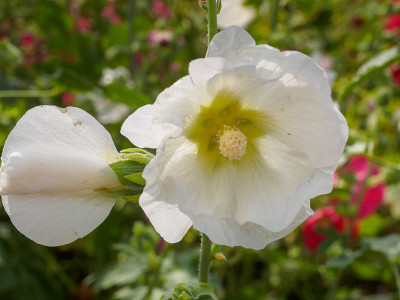 芙蓉在田野里