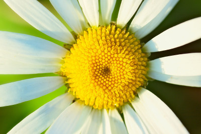 白色甘菊