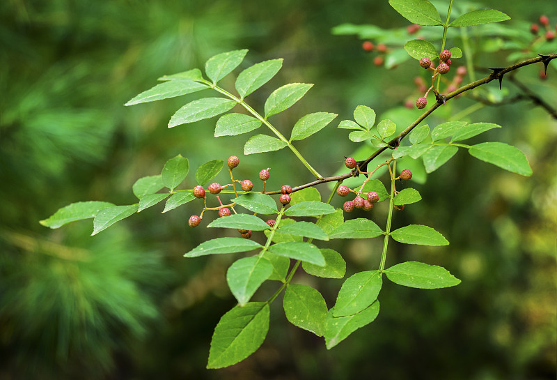 红色果实的美国花椒，花椒，牙痛树，黄色木材，越冬浆果或四川胡椒在秋季花园背景。有选择性的重点。