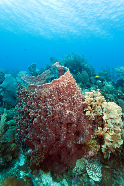 巨型海绵Xestospongia muta