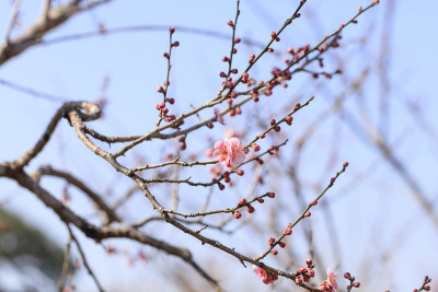 粉红梅花开得早