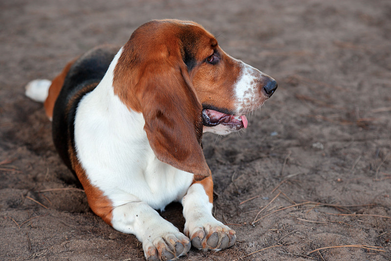 休息的巴塞特猎犬