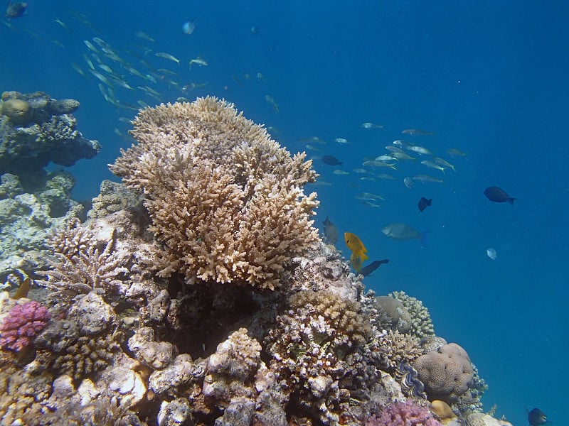 在红海里浮潜