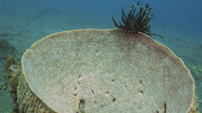 巴厘岛图兰本的海绵桶和羽毛星