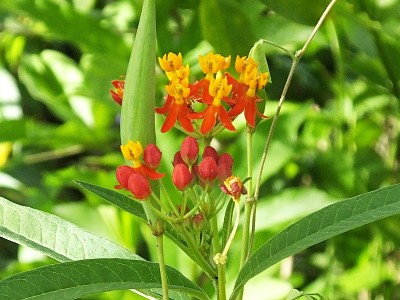 热带马利筋(Asclepias curassavica)是吸引蝴蝶最好的植物之一。