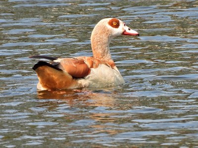 埃及鹅(Alopochen aegyptiaca)在湖里游泳