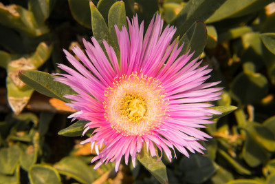 粉红色的花朵,细节