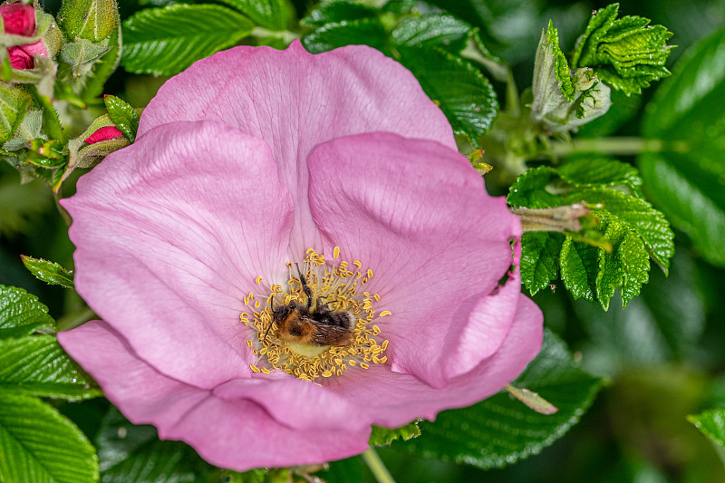 树蜂(Bombus hypnorum)从狗雀(rosa canina)的花上采集花粉。