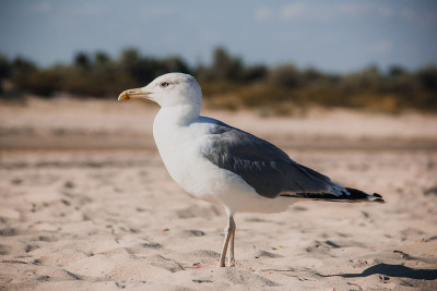Larus argentatus。海岸上的银鸥。海鸥