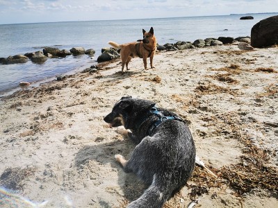 海滩上的澳大利亚牧牛犬