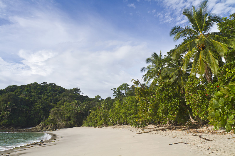 Playa Manuel Antonio & Palm Trees