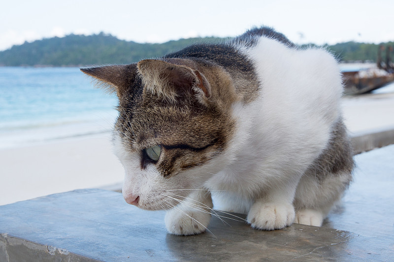 海滩上可爱的猫